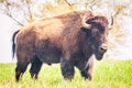 Bison Standing in Wild Grass on the Prairie Royalty Free Stock Photo