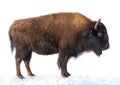 bison stands in the snow isolated on a white Royalty Free Stock Photo