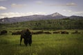 Bison staredown Royalty Free Stock Photo