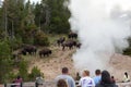 Bison in the Steam at Yellowstone