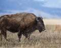 Rude Bison Royalty Free Stock Photo