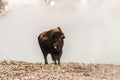 Bison Sticking His Tongue Out Royalty Free Stock Photo