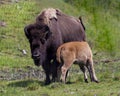 Bison stock photo and image. Bison adult feeding the baby bison in the field in their environment and habitat surrounding. Buffalo Royalty Free Stock Photo