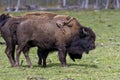 Bison Stock Photo and Image. Close-up profile view in the field with grass blur background in their environment and surrounding