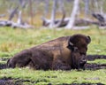 Bison Stock Photo and Image. Close-up profile view resting in the field with grass blur background in its environment and