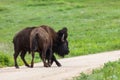 Bison Strength Contest Royalty Free Stock Photo