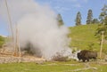 Bison strolls near a geyser in Yellowstone. Royalty Free Stock Photo