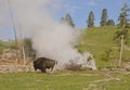 Bison strolls near a geyser in Yellowstone. Royalty Free Stock Photo