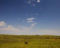 View of Bison Herd at Custer State Park, South Dakota in summer Royalty Free Stock Photo