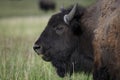 Bison in Grand Teton National Park Royalty Free Stock Photo