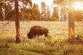 Bison at sunset in Yellowstone National Park, USA Royalty Free Stock Photo