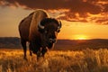 Bison at sunset in Yellowstone National Park, Wyoming, USA, A bison roaming across a grassland plateau during the setting sun, AI Royalty Free Stock Photo