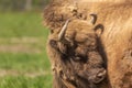 Bison surrounded by flies in a green meadow in Sweden national park