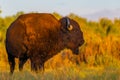 A Bison and a Swarm of Flies on a Beautiful Autumn Morning