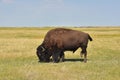 Bison Swatting Away Flies as He Grazes Royalty Free Stock Photo