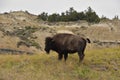 Bison Swishing His Tail While in a Canyon