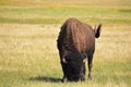 Bison Switching His Tail in a Large Meadow