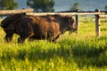 Bison in the Tetons Royalty Free Stock Photo