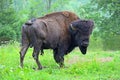 Bison Royalty Free Stock Photo