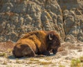 Bison Theodore Roosevelt National Park