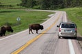 Bison and Tourists Royalty Free Stock Photo