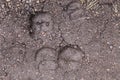 Bison Tracks in Yellowstone