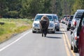 Bison Traffic Jam Yellowstone Park Royalty Free Stock Photo