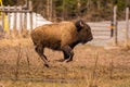 Bison troting like a youngster Royalty Free Stock Photo