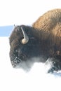 Bison Trudging Through Snow Royalty Free Stock Photo