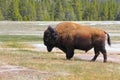 Bison at Upper Geyser Basin, Yellowstone National Park, Wyoming Royalty Free Stock Photo