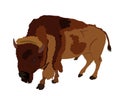 Bison vector illustration isolated on white background. Portrait of Buffalo male