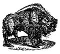 Bison, vintage illustration