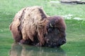 Bison wading Royalty Free Stock Photo