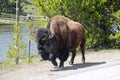 Bison Walking Royalty Free Stock Photo