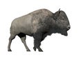 Bison walking - 3D render Royalty Free Stock Photo