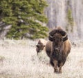 Bison walking forward in grass with tree background