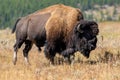 Bison walking and grazing on the roadside Royalty Free Stock Photo