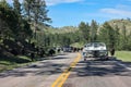 Bison walking on highway with calves held up traffic in Custer State Park Royalty Free Stock Photo