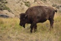 Bison Walking with His Tongue Sticking Out a Little Royalty Free Stock Photo