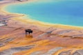 Bison walking near Grand Prismatic Spring, Yellowstone National Park Royalty Free Stock Photo