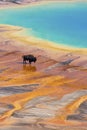 Bison walking near Grand Prismatic Spring, Yellowstone National Park Royalty Free Stock Photo