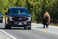 Bison walking in the roadway obstructing traffic