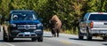 Bison walking in the roadway obstructing traffic