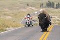 Bison walking on the yellowstone asphalt roads in Yellowstone National Park