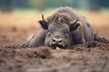 bison wallowing in a dirt patch on the plains