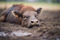 bison wallowing in a dirt patch on the plains