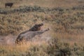 Bison Wallows in Dust During Rut