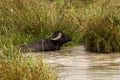 Bison in Water