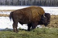 Bison, Whitehorse, Yukon Territories, Canada