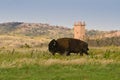 Bison Wichita Mountains, OK Royalty Free Stock Photo